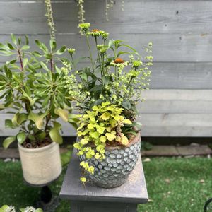 ルブス　サンシャインスプレンダー,オレガノ・ハイライト,へーべ,エキナセア　プレーリーブレイズ　ヴィンテージライム,寄せ植えの画像