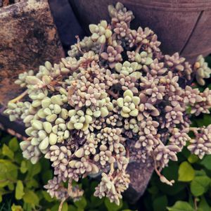 多肉植物,多肉寄せ植え,ちまちま,紅葉した多肉,多肉好きの画像