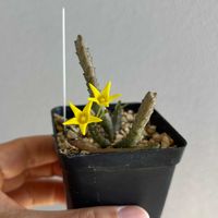 スタペリア,ガガイモ,フェルニア,多肉植物,ガガイモ科の画像