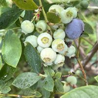 ヒナゲシ,ヒナゲシ,ブルーベリー,ブルーベリーの実,つりがね草の画像