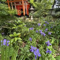カキツバタ,京都,京都市上京区,上御霊神社の画像