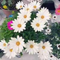 チョコレートコスモス チョカモカ,チョコレートコスモス チョカモカ,キララ,サントリー キララ ホワイト,ジャメスブリテニア サファリ モーブスカイの画像