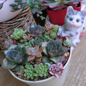 多肉植物,観葉植物,多肉寄せ植え,ベランダガーデン,癒しの画像
