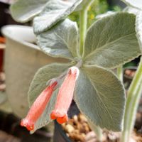 断崖の女王,シンニンギア・レウコトリカ,シンニンギア 断崖の女王,多肉植物,塊根植物の画像