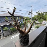 パキポディウム マカイエンセ,植え替え,はむハラの画像