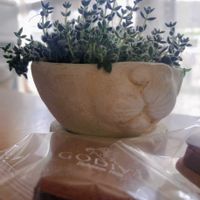 多肉植物,セダム属,クラッスラ属,プランター,クラッスラ エルネスティの画像