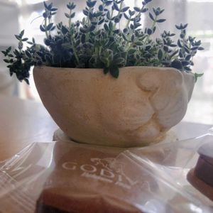 多肉植物,セダム属,クラッスラ属,プランター,クラッスラ エルネスティの画像