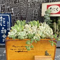 紅稚児,マッコス,ハオルチア ルテオローザ,オウンスロー,グラプトペタルム メンドーザエの画像