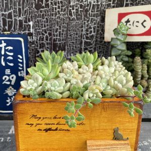 紅稚児,マッコス,ハオルチア ルテオローザ,オウンスロー,グラプトペタルム メンドーザエの画像