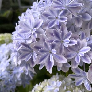 万華鏡,万華鏡,ハイドランジア ディープパープル,紫陽花 アジサイ あじさい,母の日プレゼントの画像