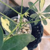 カポック,班入りカポック,観葉植物,植え替え,グリーンのある暮らしの画像