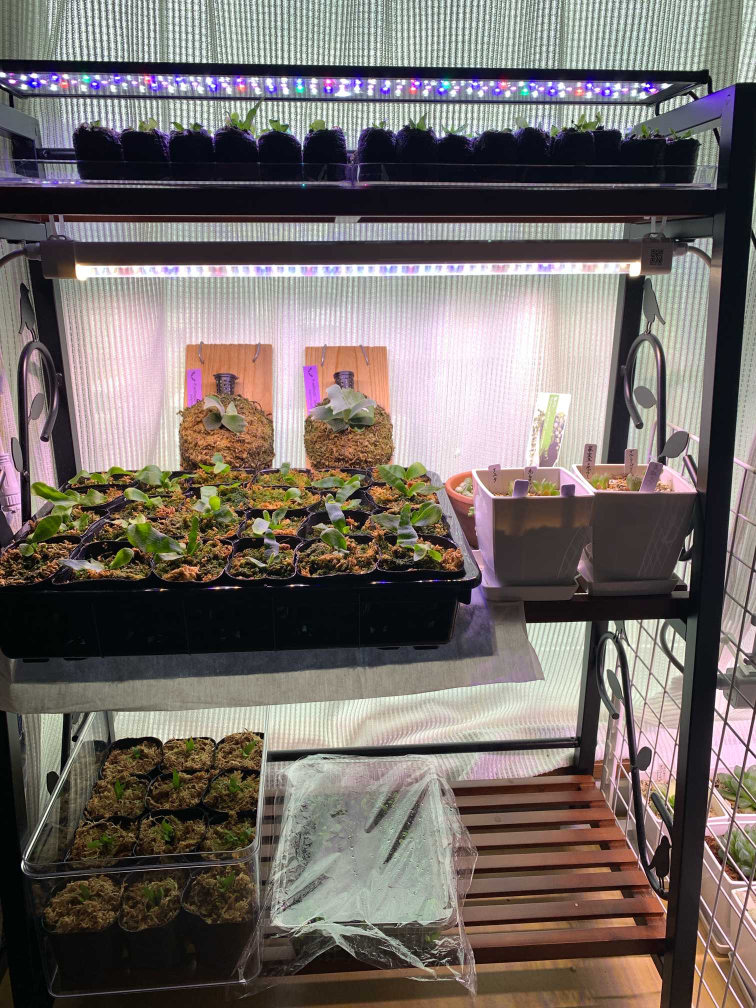 胞子培養の記録 ビカクシダギンカ 2024.3月〜｜🍀GreenSnap