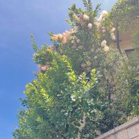 スモークツリー,神社,一期一会,ｺﾒﾝﾄ、ｲｲﾈ(୨୧•͈ᴗ•͈)◞ᵗʱᵃᵑᵏઽ*♡,秘密の花園♡の画像
