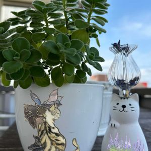 アロマティカス,アロマティカス,クロネコ,ラベンダードライ,かき氷♡の画像