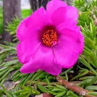 マツバボタン,開花,ガーデニング,花のある暮らし,おうち園芸の画像