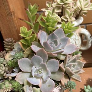 寄せ植え,多肉植物,多肉寄せ植え,エケベリア属,多肉大好きの画像