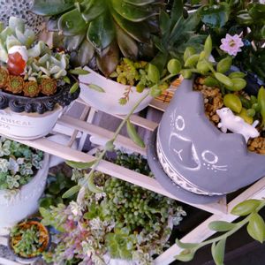 ルビーネックレス,アーモンドネックレス,多肉植物いろいろ,多肉植物,多肉寄せ植えの画像