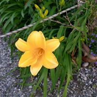 ヘメロカリス,季節の花,お隣の庭,フェンスの画像