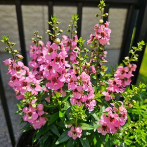 アンゲロニア,鉢植え,明るい日陰,プランター,ガーデニング初心者の画像