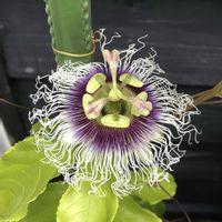 パッションフルーツ,庭の画像