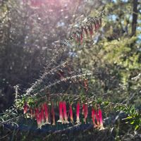バンクシア,バンクシア,エパクリス,The grandmother tree,Aussieの画像