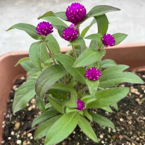 プランター栽培,お花好き,PR,植物大好き,三ツ星品質モニターの画像