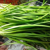 ニラ,山野草,花木,自家栽培の野菜達,自家製野菜の画像