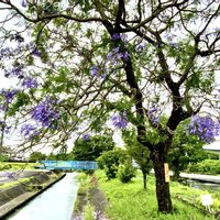 ジャカランタ,お出かけ先にて,優しい気持ち,とってもキレイ♡,繋がりに感謝✨の画像