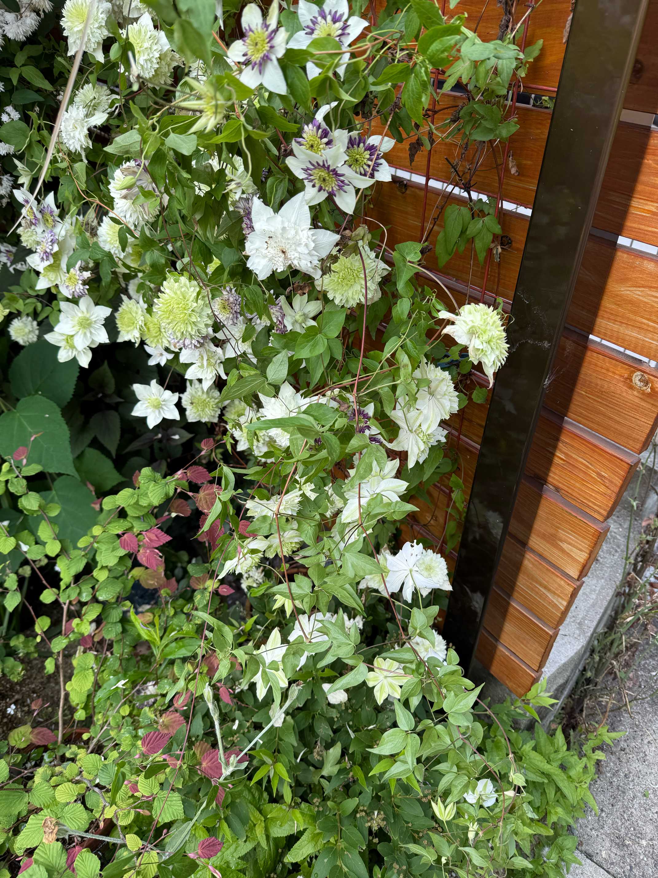 初夏のお手入れ始めました（2025年76月の作業）｜🍀GreenSnap
