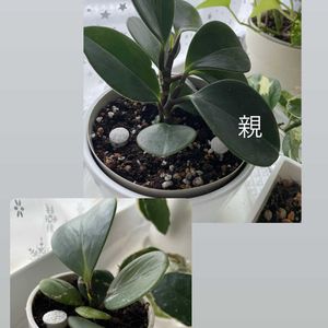 ペペロミア,観葉植物,100均観葉植物,植物大好き,窓辺の画像