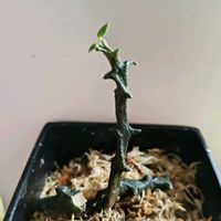 ガガイモ,セロぺギア ボッセリ,多肉植物,塊根植物,多肉植物とサボテンの画像