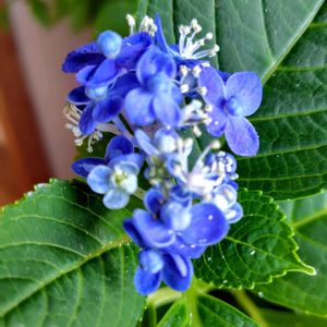 アジサイ,あじさい,地植え,紫陽花 アジサイ あじさい,プランター栽培の画像