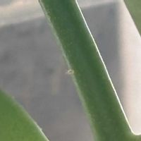 害虫駆除,害虫の画像