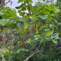 ハナズオウの画像