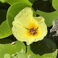 ウォーターポピー,ミズヒナゲシ,水生植物,多年草,ゆいみゅう0622の画像