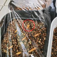 アデニウム,アデニウム オベスム,塊根植物,実生記録の画像