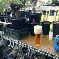 多肉植物,エアプランツ,塊根植物,コーデックス,多肉生活の画像