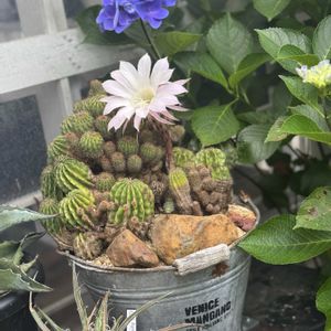 エキノプシス 短毛丸,短毛丸,ジャンク,ジャンクガーデン,シャビーの画像