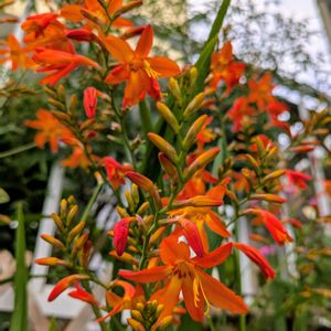 ヒメヒオウギ,宿根草,地植え,花壇,プランターの画像