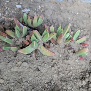 四海波,フォーカリア属 怒涛,怒涛,菊波,フォーカリア '怒涛'の画像