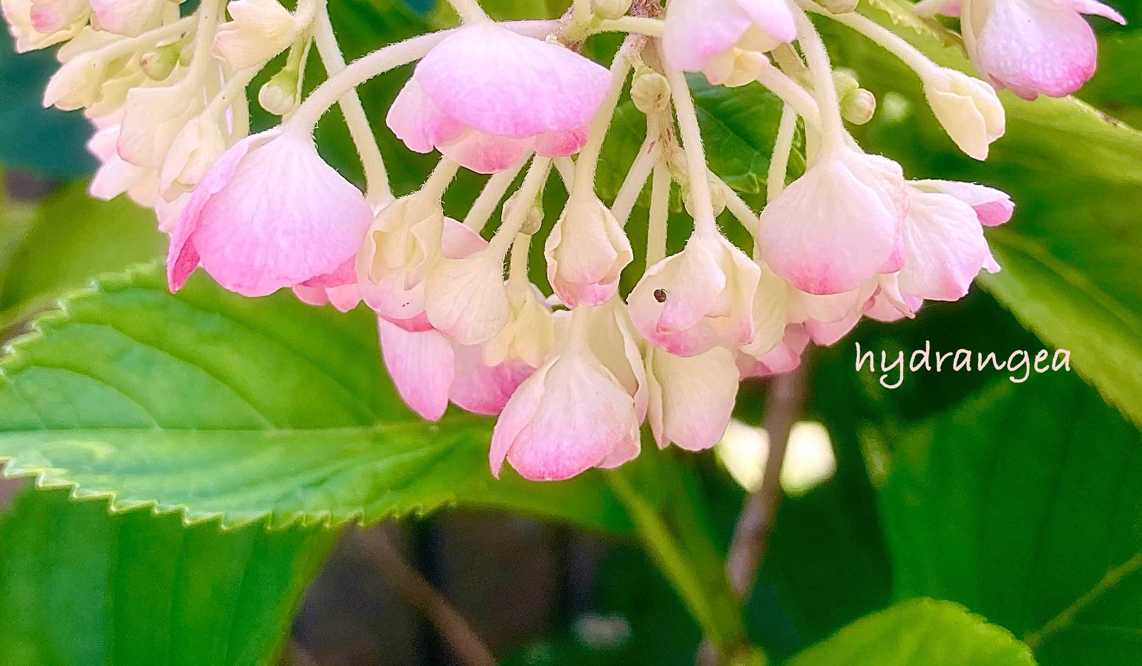 倶利伽羅不動寺 西之坊鳳凰殿｜🍀GreenSnap（グリーンスナップ）