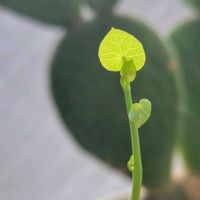 ボンバックス,ボンバックス エリプチカム,ステファニア・エレクタ,観葉植物,塊根植物の画像