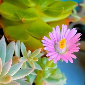 多肉植物,多肉寄せ植え,マイガーデン,癒し,多肉植物の花の画像