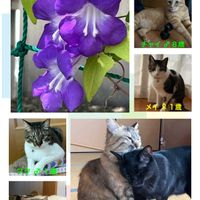 アサリナ,地植え,ネコ好き,花のある暮らし,紫色の花の画像