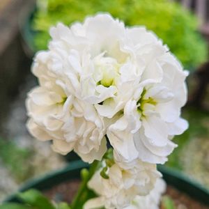 クローバー,ストック,ストック,鉢植え,明るい日陰の画像
