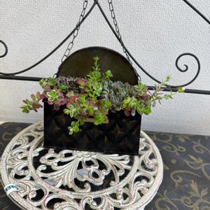 多肉植物,多肉寄せ植え,サボテン科,多肉女子,多肉寄せ植えWSの画像