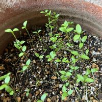 パセリ,タネまき,バルコニー/ベランダの画像