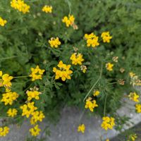 エニシダの画像