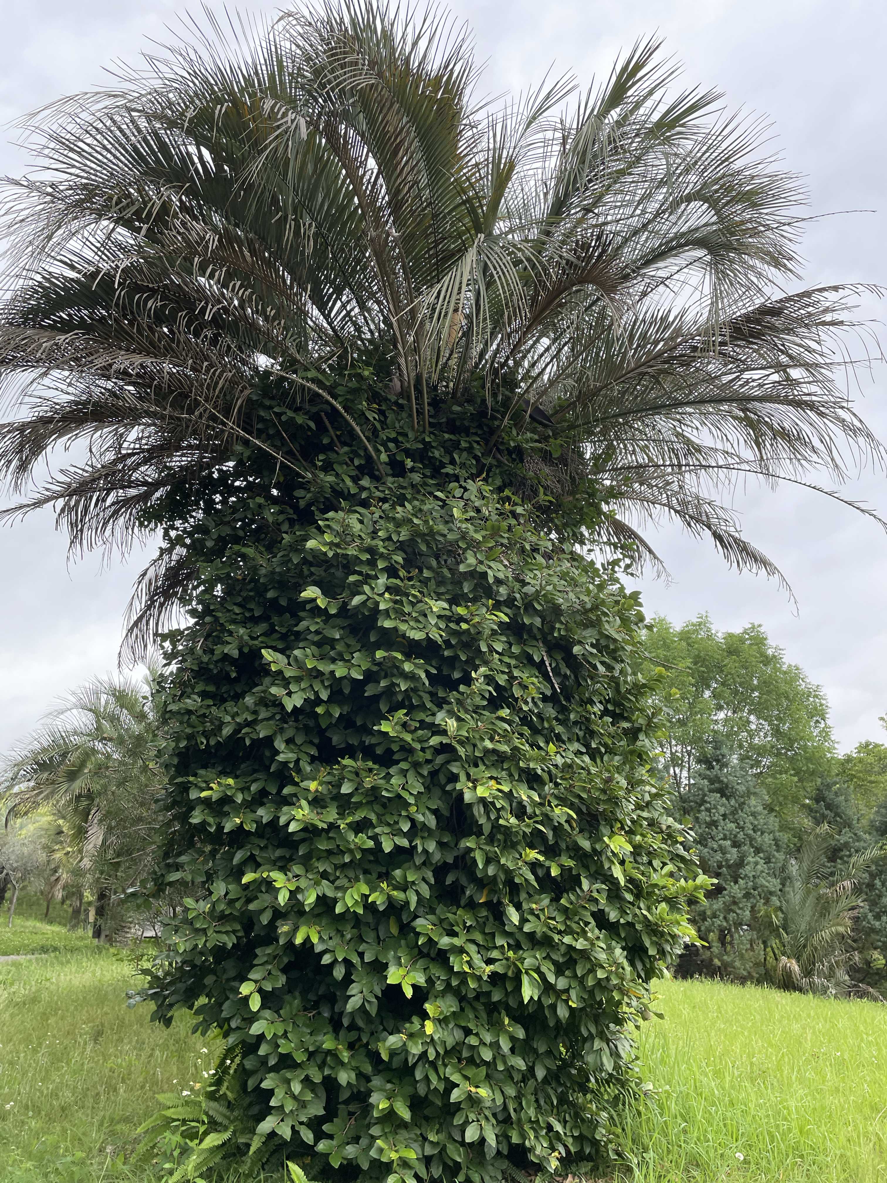 サバルヤシの一覧｜🍀GreenSnap（グリーンスナップ）