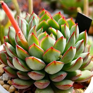 カメレオン錦,ドリームローズ,短足大王,ツンデレ姫,多肉植物の画像
